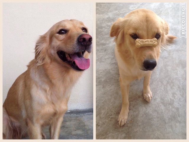 Daisy - Golden Retriever Mix Dog