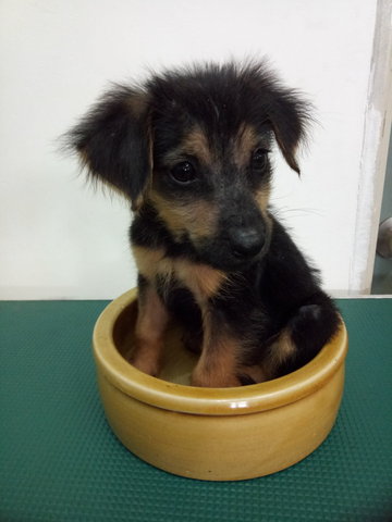 Q2 - German Shepherd Dog Mix Dog