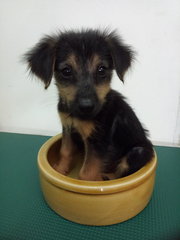 Q2 - German Shepherd Dog Mix Dog