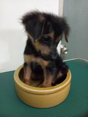 Q2 - German Shepherd Dog Mix Dog