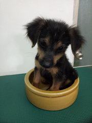 Q2 - German Shepherd Dog Mix Dog