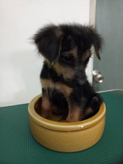 Q2 - German Shepherd Dog Mix Dog