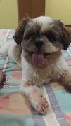 Xixi - Shih Tzu Dog