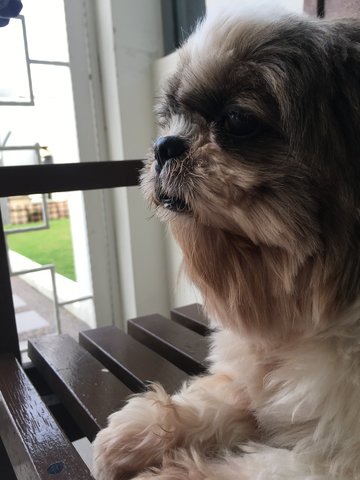 Xixi - Shih Tzu Dog