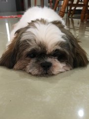 Xixi - Shih Tzu Dog