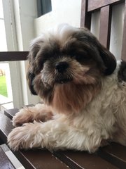 Xixi - Shih Tzu Dog