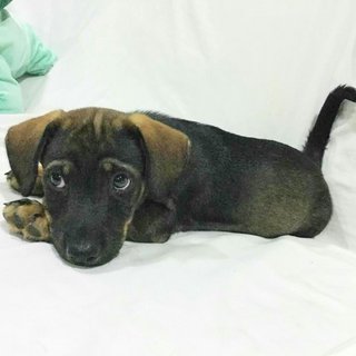 Spencer - Dachshund Mix Dog