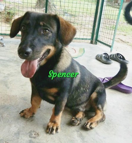 Spencer - Dachshund Mix Dog