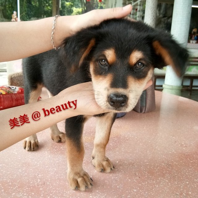 优美可笑 - Mixed Breed Dog