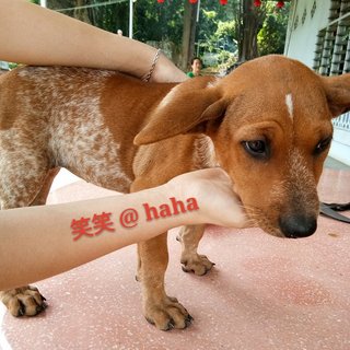 优美可笑 - Mixed Breed Dog