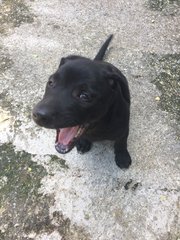 Dolly And Lolly - Mixed Breed Dog