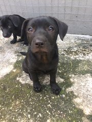 Dolly And Lolly - Mixed Breed Dog