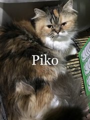 Piko