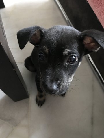 New Born Puppies - Litter #2 - Mixed Breed Dog