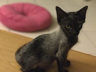 Fluffy  - Domestic Long Hair Cat