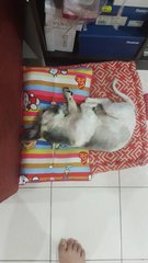 Sleeping posture of him everynight....hehehe