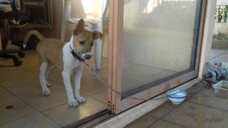 Pretty - Mixed Breed Dog