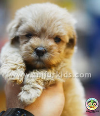 Quality Mini Maltese Mix Poodle Pu1ppy - Maltese + Poodle Dog