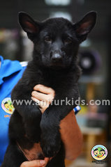 Big Bone Black F2emale German Shepherd - German Shepherd Dog Dog