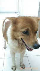 Lollipop - Mixed Breed Dog