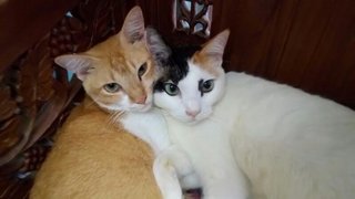 Forrest &amp; Jenny - Domestic Short Hair Cat