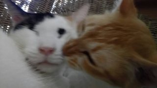 Forrest &amp; Jenny - Domestic Short Hair Cat