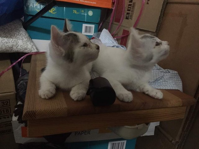 White And Gray Kittens (Toilet Trained) - Domestic Short Hair Cat