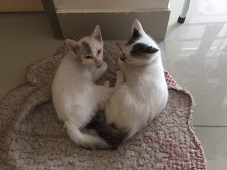 White And Gray Kittens (Toilet Trained) - Domestic Short Hair Cat