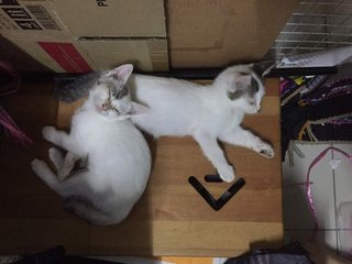 White And Gray Kittens (Toilet Trained) - Domestic Short Hair Cat