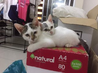 White And Gray Kittens (Toilet Trained) - Domestic Short Hair Cat