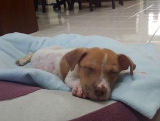 Little Miley - Mixed Breed Dog