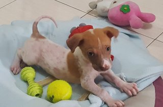 Little Miley - Mixed Breed Dog