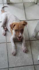 Little Miley - Mixed Breed Dog