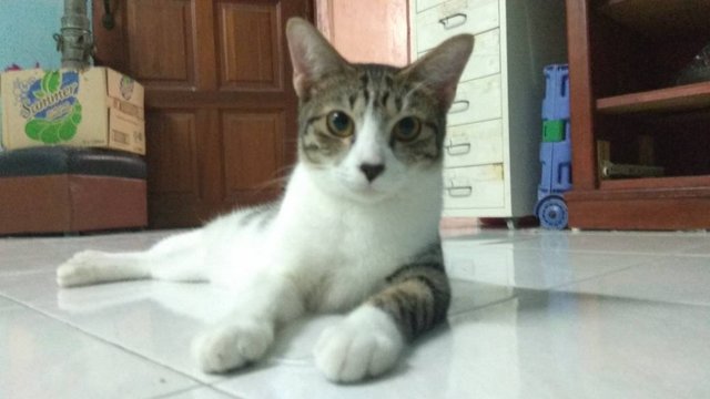 Mr Oken - Domestic Short Hair + Domestic Long Hair Cat