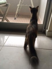 Chibbi (Squirrel Tail) - Persian + Tortoiseshell Cat