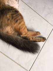 Chibbi (Squirrel Tail) - Persian + Tortoiseshell Cat