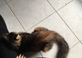 Chibbi (Squirrel Tail) - Persian + Tortoiseshell Cat