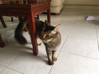 Chibbi (Squirrel Tail) - Persian + Tortoiseshell Cat