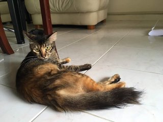 Chibbi (Squirrel Tail) - Persian + Tortoiseshell Cat