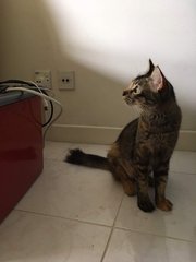 Chibbi (Squirrel Tail) - Persian + Tortoiseshell Cat