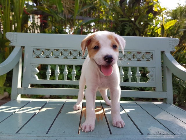 Cute Female Pup - Mixed Breed Dog