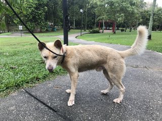 Found In Bu - Mixed Breed Dog