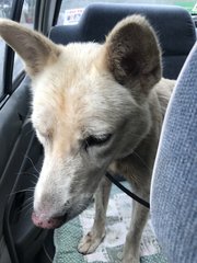 Found In Bu - Mixed Breed Dog