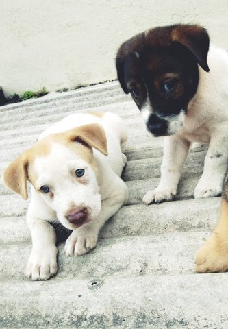 Short Tailed Puppies - Mixed Breed Dog