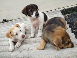 Short Tailed Puppies - Mixed Breed Dog