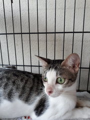 Cotton~~soft Soft (Please Help) - Domestic Short Hair Cat