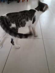 Cotton~~soft Soft (Please Help) - Domestic Short Hair Cat