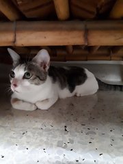 Cotton~~soft Soft (Please Help) - Domestic Short Hair Cat