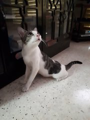 Cotton~~soft Soft (Please Help) - Domestic Short Hair Cat