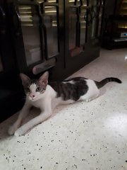 Cotton~~soft Soft (Please Help) - Domestic Short Hair Cat